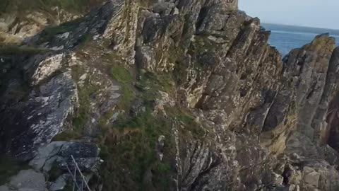 Polperro cliffs with my dogs