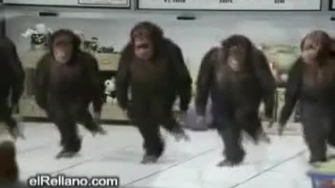 Monkey Funny Videoo