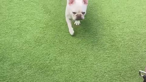 French Bulldog They’re all on one this morning ‍♀