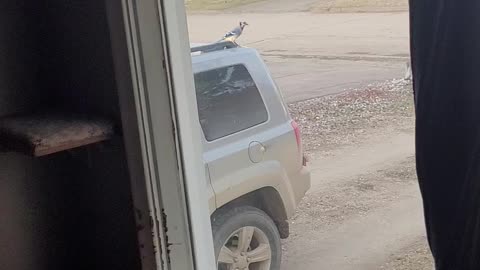 Bluejay disrupts camera