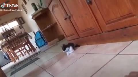 Cat VS tiger ( scary moment)