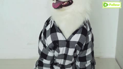 Funny Dog Clothing