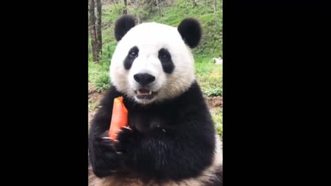 Very Adorable Panda Eats a Carrot