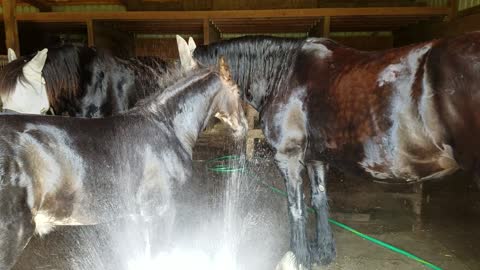 Adorable baby horse loves drinking from hose