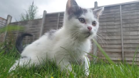 White Cat on Grass!
