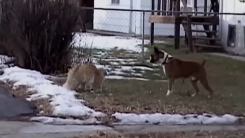 Angry Cats Vs Dogs Funny Fight!