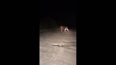 Moose fight for the female and territory