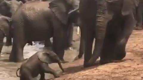 It is so Slippy,Watch this Beautiful Video of a Mother and Baby Elephant