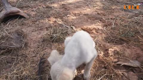 Cute baby dogs try to run to find foods