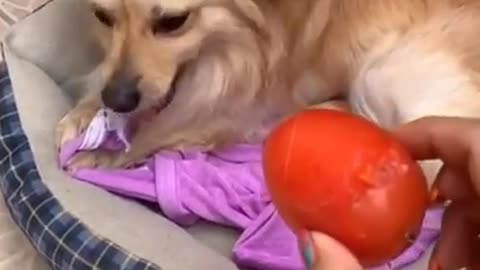 Perro cuidado tomate 😂