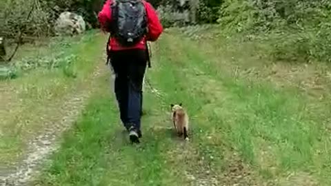 When a cat is running faster than you.