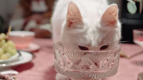 A Cat Licking The Crystal Glass On Top Of The Table--FH