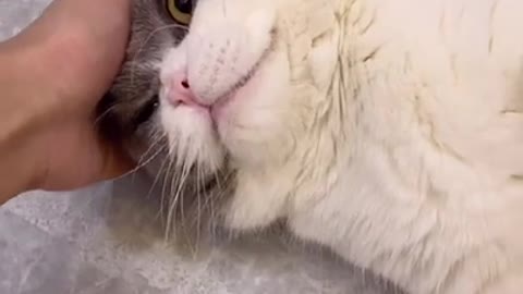 Cat Meows Like A True Champ: Try Not To Laugh Or Chuckle