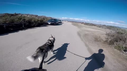 Loose Dog Approaches MALE Siberian Husky Enjoying His Beach Run!