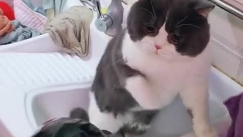 Funniest cat | funny videos