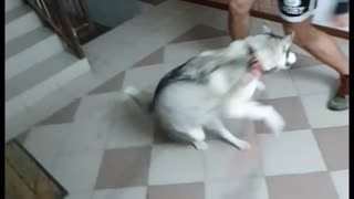 Lively Husky Loves to Dance