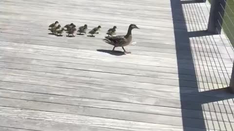 something incredible, mother and her little ducks