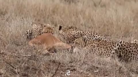 Cheeta Attack on Animals for Survival in Jungle || Amazing and dangerous wild life