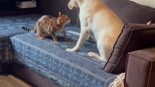 Cat And Dog Play On The Couch