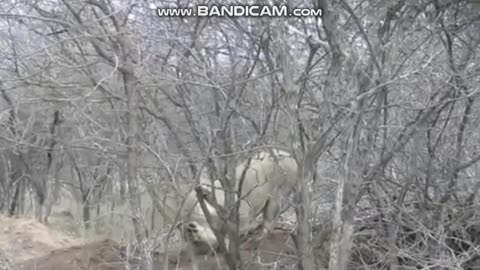 THE LION PULLS OUT A WARTHOG FROM THE GROUND