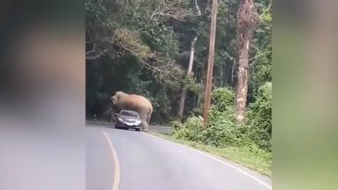 Wild Elephant CRUSHES Passing Car on Mountain Road