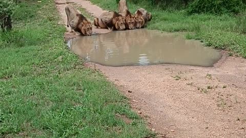 Family of Lions Drinking From a Puddle