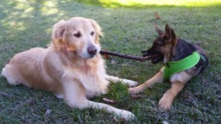 Sweet Golden Retriever Sharing His Stick With a Cute German Shepherd Puppy