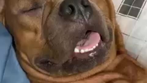 Dog sleeping video