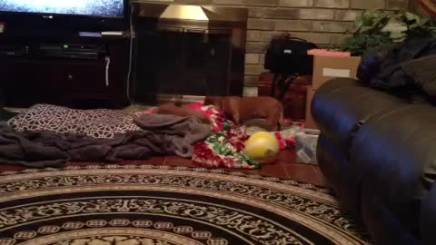 Funny Jealous Dog Steals The Pillow From His Buddy