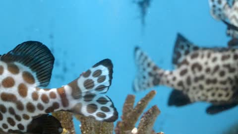 Close footage of tiger fish