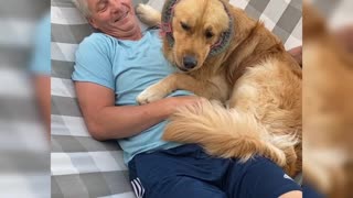 Golden Retriever finds funniest possible way to chew on toy