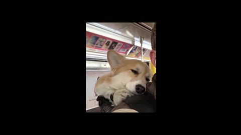 Cute Corgi like to sleep on owner's back.