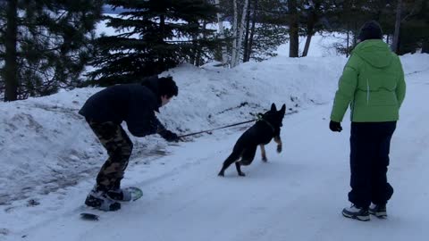 German Shepherd Pulling Boy on Sled Board Until He BITES It