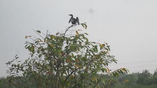 Cormorant open feathers