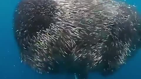 "Shimmers and sharks on the ningaloo reef. This place never fails to impress!"