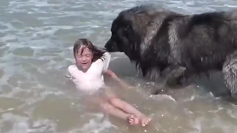 Amazing dog rescues a little girl in ocean