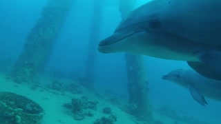 Dolphins swimming in the Red Sea, Eilat Israel