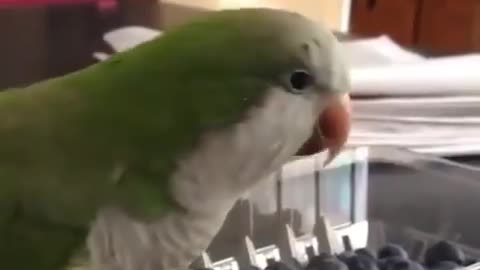 Even a budgie gets angry