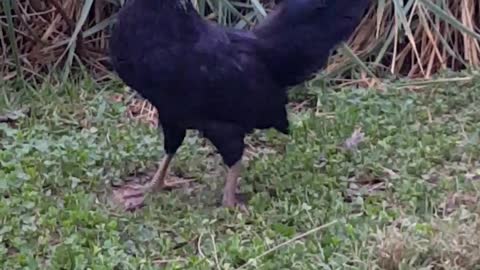 Young Rooster Chases Tail Like a Dog