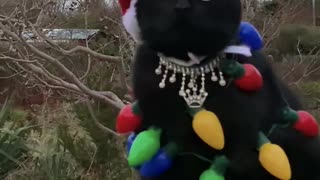 Happy Caturday from the Cat King of Bling
