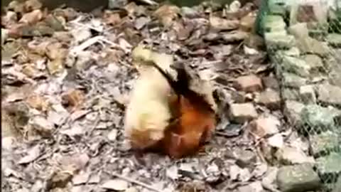 Chicken VS Dog fight - funny dog fight video - saimasehar22