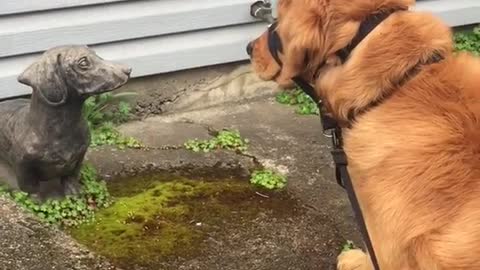 Golden retriever looking at dog statue