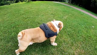 How to traning a dogs | Dog training videos | How to train a puppy | Dog toys