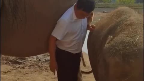 Elephant stepping on the keeper's foot