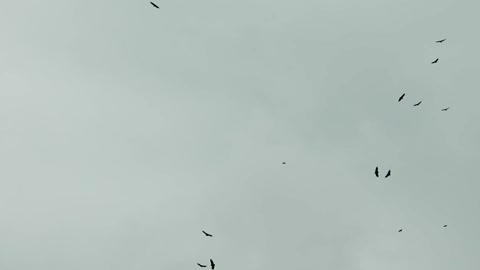 Birds flying in the air