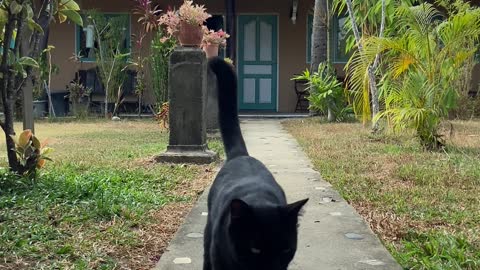 Black Cat Walking