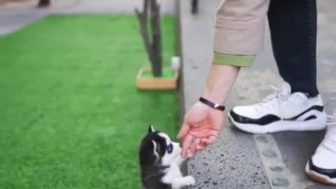 Little husky playing in the garden