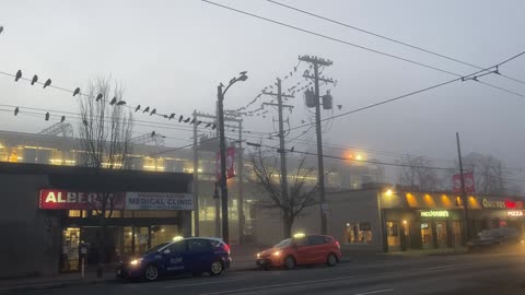 Vancouver, 7AM, so many crows