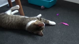 Cute Little Cat Plays with a Feather