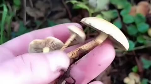 Sulphur Tuft Mushroom